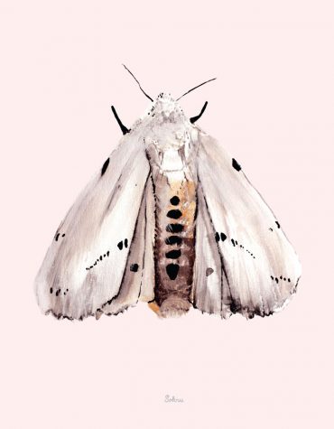 Sokru • Marsh Moth