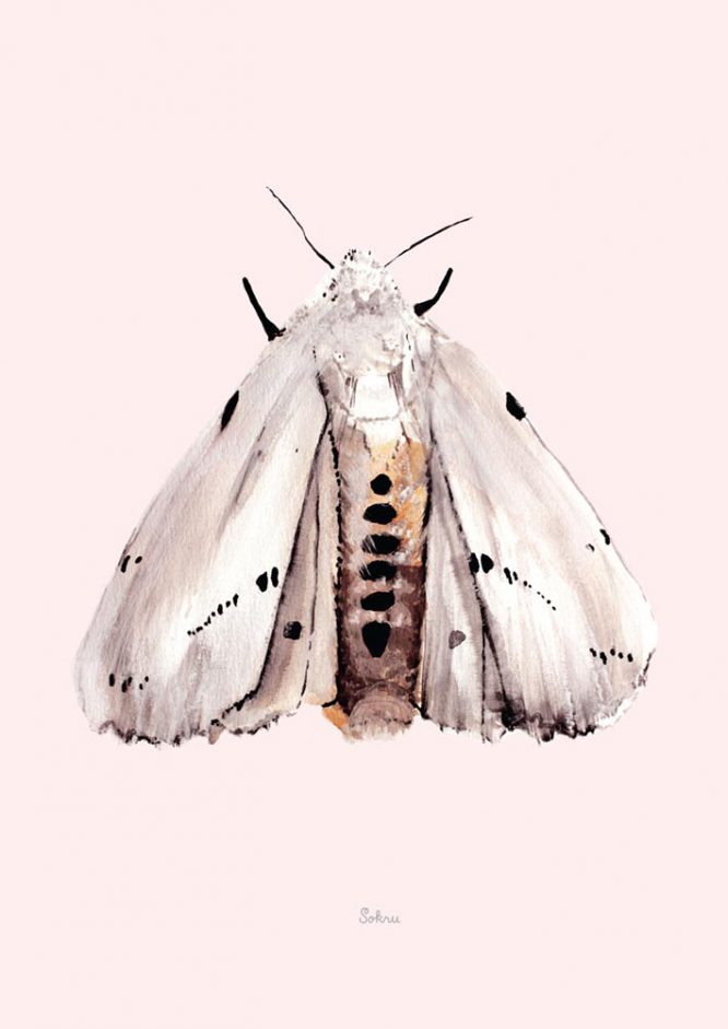 Sokru • Marsh Moth