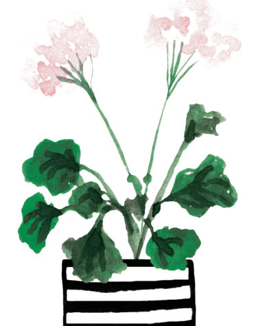 Sokru • Pelargoni